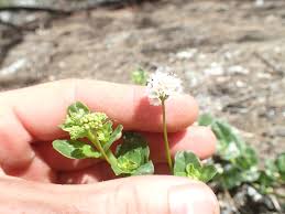Image result for Boerhavia repens