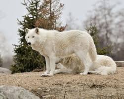 Arctic Wolf Bing Images Arctic Wolf Pet Wolf Animals