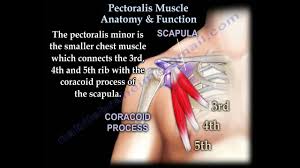 Many women endeavor to tone their shoulders, upper arms and core, but strengthening your pectoral muscles can help you accomplish a large assortment of daily movements without difficulty. Pectoralis Muscle Anatomy Function Everything You Need To Know Dr Nabil Ebraheim Youtube