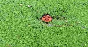 Maybe you would like to learn more about one of these? Duckweed Good Or Bad Plantedtank