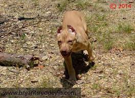 You can contact our website if you want to buy the best puppies for sale online. Cream Buckskin Red Nose Pitbull Pit Bull Puppy Adba Ukc Registered For Sale In Adairsville Georgia Classified Americanlisted Com