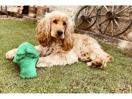 Image result for anglický kokršpaněl