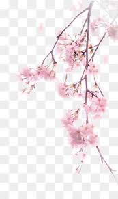 Cherry Blossoms Cherry Material Pink Cherry Blossoms Squid Flower Tree Cherry Blossoms Material Pin Photoshop Flowers Flower Png Images Free Watercolor Flowers