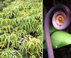 Image result for Pteris linearis