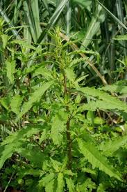 Image result for Dysphania ambrosioides