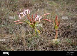 Image result for Crinum buphanoides