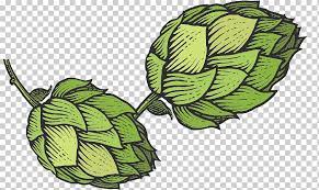 Hops, barley, and water are at risk from increased heat and precipitation extremes. Victoria S Secret Vic Secret Common Hop Beer Brewing Grains Malts Lupulo Png Klipartz