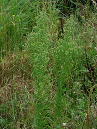 Image result for Erigeron sumatrensis