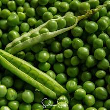 Image result for Pisum sativum