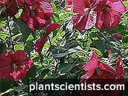 Vlog tanam pokok bunga raya. Garden Hibiscus Menanam Dan Pengeluaran Semula Foto Penanaman Dan Penjagaan Jenis Dan Gred