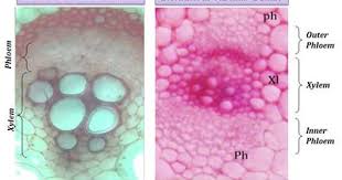 Difference Between Collateral And Bicollateral Vascular Bundle Microscopic Science Biology Stem