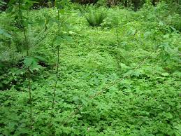 Identification and management for two invasive geraniums: Herb Robert Identification And Control Geranium Robertianum King County