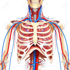 Structures to identify • heart • lungs • mediastinum • pleural space • chest wall • …everything else! Anatomy Of The Chest Anatomy Drawing Diagram