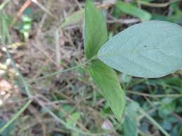 Image result for Teramnus repens
