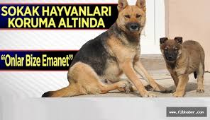 Uchisar Da Sokak Hayvanlari Icin Barinak Yapiliyor Fib Haber Nevsehir Haberleri