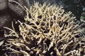 Image result for Corallocarpus triangularis