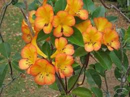 Rhododendron Vireya Tropical Glow Rhododendron Shade Garden Side Garden