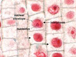 Check spelling or type a new query. 19 5 Dna Replication In Eukaryotic Cells And The Eukaryotic Cell Cycle Biology Libretexts