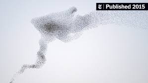 نتیجه جستجوی لغت [flock] در گوگل