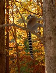 DLC HOSTS COLLEAGUES fROM MADAGASCAR