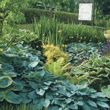 We did not find results for: Hostas 101 Shade Plants Shade Loving Perennials Hostas