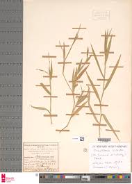 Image result for Urochloa arrecta