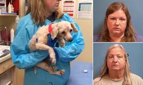 True to their parent breeds, maltipoos are affectionate and gentle. Mother And Daughter Arrested After 43 Maltipoo Dogs Were Rescued From Georgia Puppy Mill Daily Mail Online