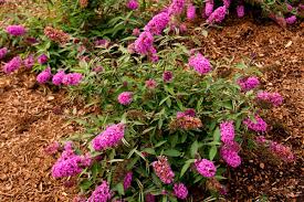 A dwarf butterfly bush grows up to 6 feet tall. New Buddleia Named Louisiana Super Plant