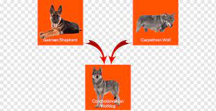 German Shepherd Siberian Husky Puppy Alaskan Malamute Tamaskan Dog German Shepherd Husky Mix Mammal Carnivoran Dog Like Mammal Png Pngwing