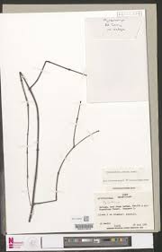 Image result for Pycnobotrya