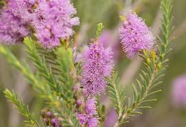Image result for Melaleuca decussata