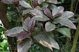 Image result for Pseuderanthemum