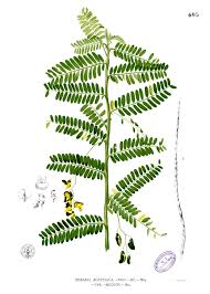 Image result for Sesbania keniensis