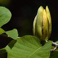 Cucumber Tree Species At Risk Ontario Ca
