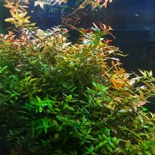 Image result for Ludwigia