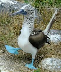 Bird With Blue Feet Galapagos Pin On Blue Footed Booby