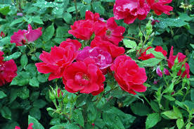 Maybe you would like to learn more about one of these? Trim Knock Out Roses When Most Flowers Have Declined Orlando Sentinel