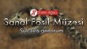 Sulcavis Geeorum Disli Kus Gunumuzde Yasayan Kuslarin Hicbirinde Dis Bulunmamaktadir Gunumuzde Yapilan Analizlerden Kuslarin Dinozorla Evrim Kus Surungen