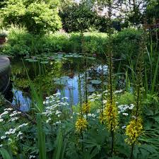 Den Gartenteich Richtig Bepflanzen In 2020 Gartenteich Garten Bepflanzung
