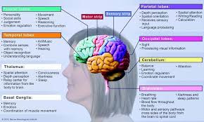 Image Result For Parts Of The Brain And Their Functions