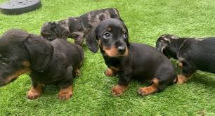 Alabama alaska american samoa arizona arkansas california colorado connecticut delaware district of columbia federated states of micronesia florida georgia guam hawaii idaho illinois indiana iowa. Miniature Dachshund Puppies Available Free Marketplace Canada