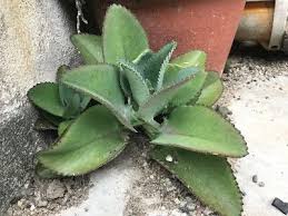 新 马草药自然医学 落地生根的功效与作用 kataka taka miracle leaves traditiona succulents plants leaves