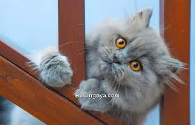 Like and komen video tag : 15 Fakta Menarik Kucing Persia Paling Menakjubkan Burungnya Com