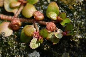 Image result for Elatine triandra