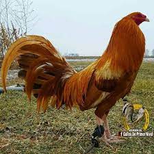 Pin De Sixto Valentin En Gallos De 6j Gallinas Y Gallos Gallos De Pelea Razas De Pollos