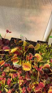 Image result for Heteromorpha stenophylla