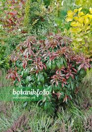 Image result for Pieris japonský obrázek