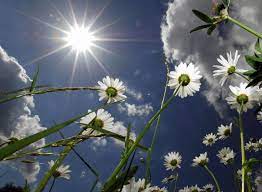 Plants In Direct Sun What Plants Enjoy Full Sun