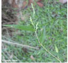 Image result for Acroceras