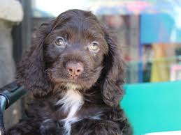 The cocker spaniel is a beautiful, and intelligent dog that commonly makes a terrific house pet. Cocker Spaniel Puppies Petland Montgomery